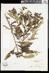 Vernonia noveboracensis image
