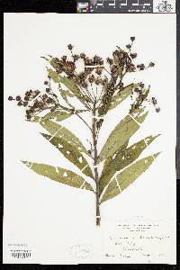 Vernonia noveboracensis image