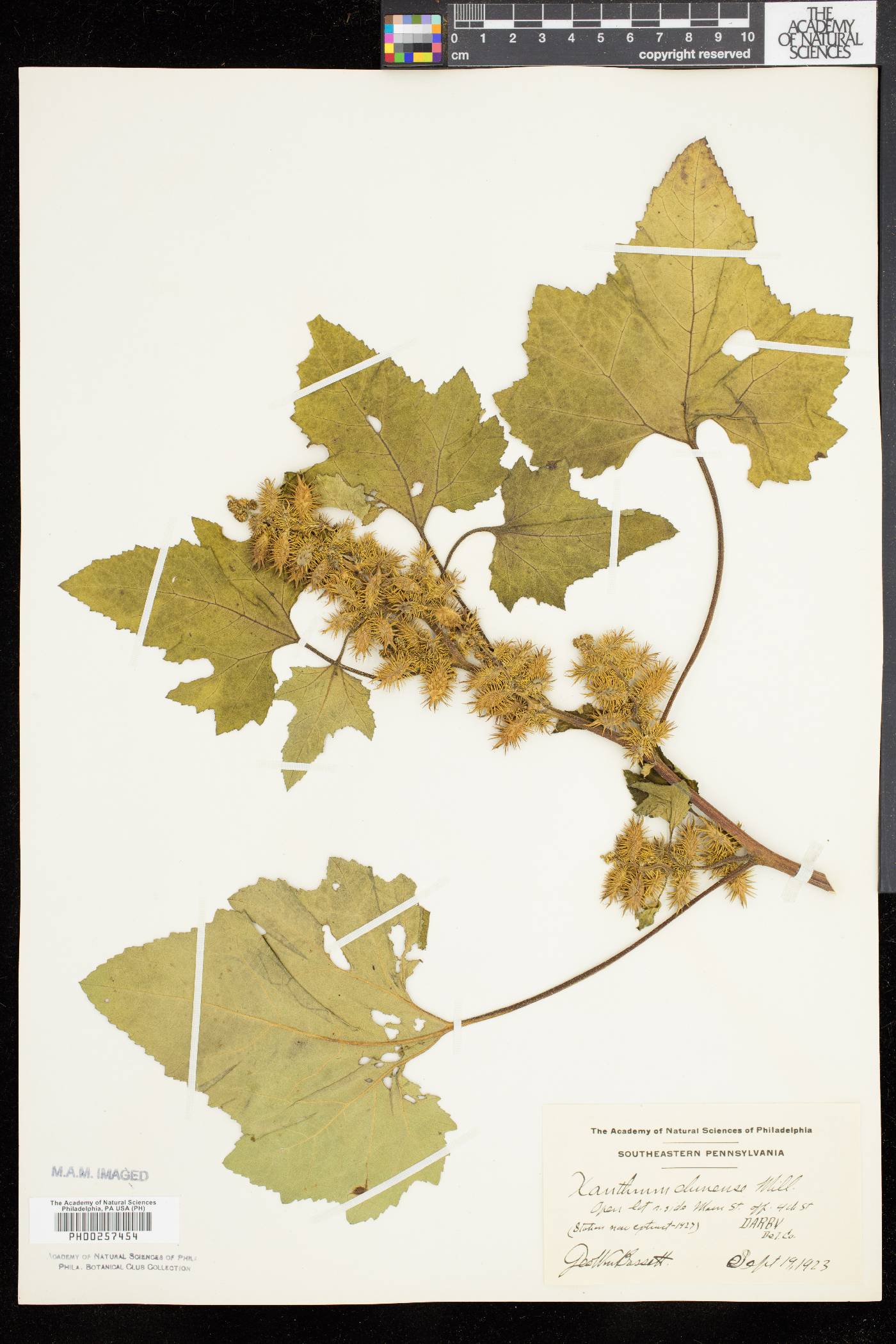 Xanthium strumarium var. glabratum image