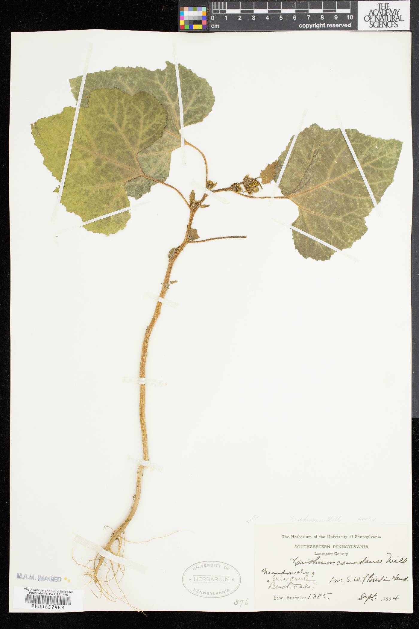 Xanthium strumarium var. glabratum image