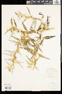 Xanthium spinosum image