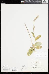 Lobelia spicata var. campanulata image
