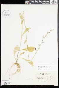 Lobelia spicata var. campanulata image