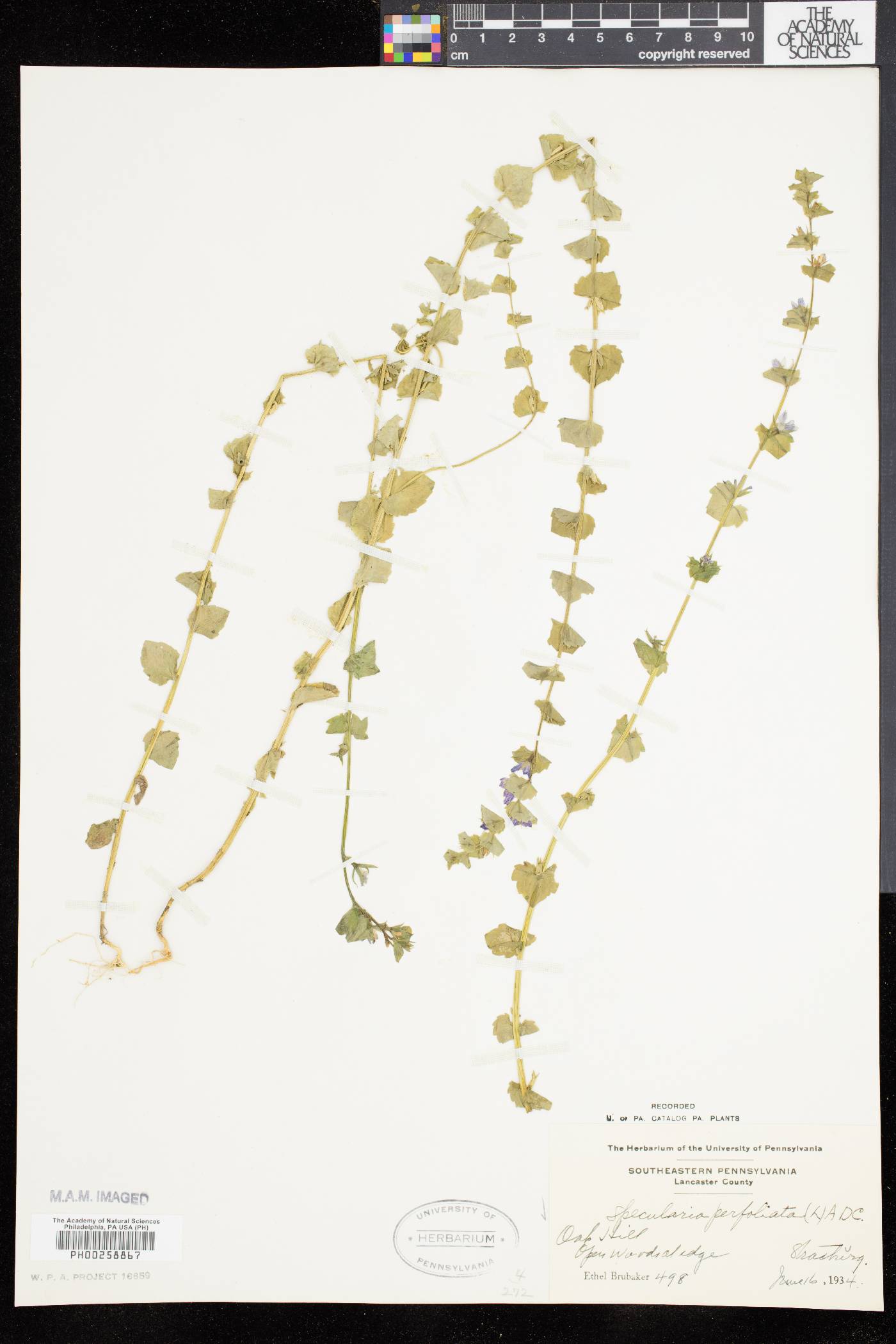 Triodanis perfoliata var. perfoliata image
