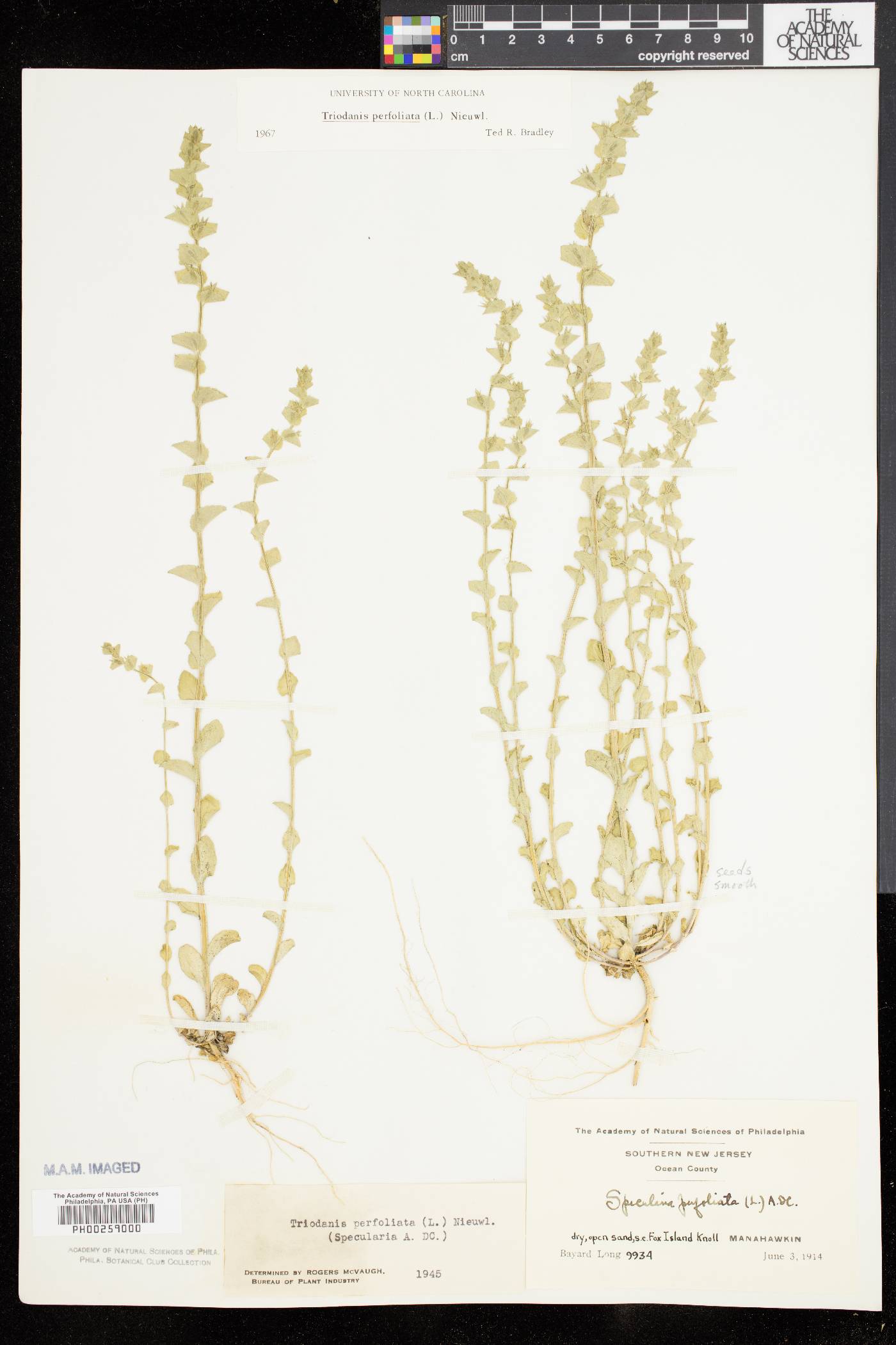 Triodanis perfoliata var. perfoliata image