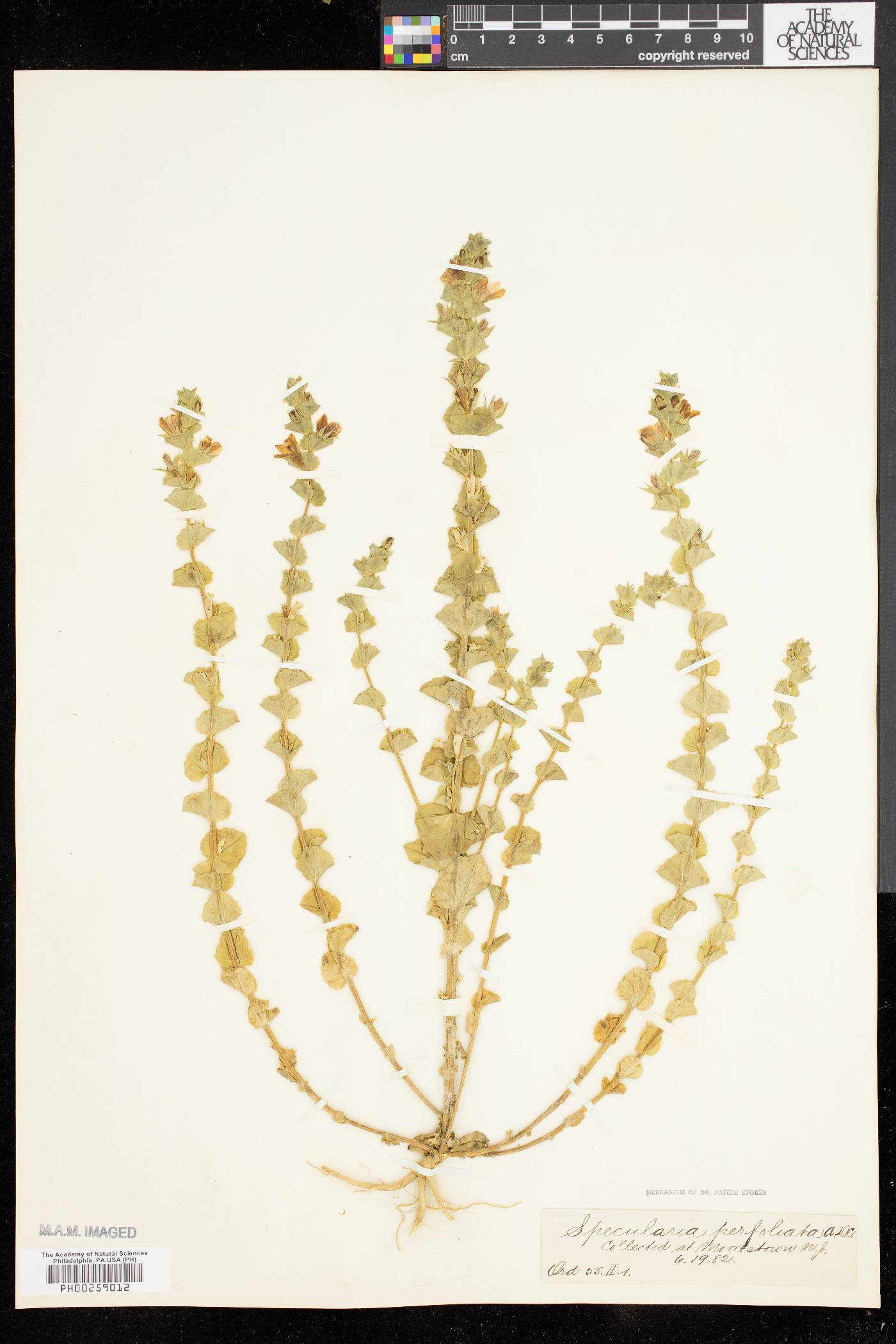 Triodanis perfoliata var. perfoliata image