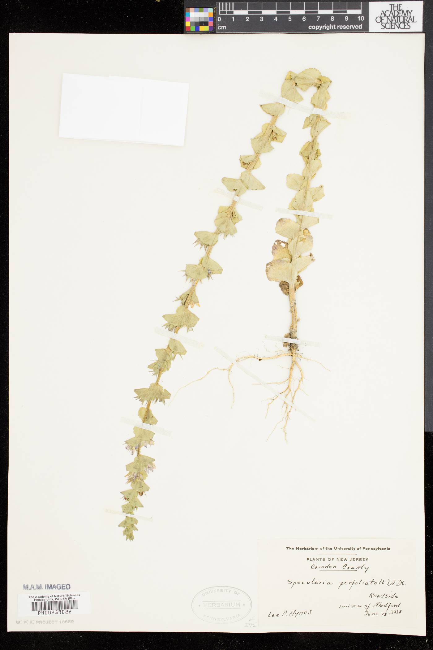 Triodanis perfoliata var. perfoliata image