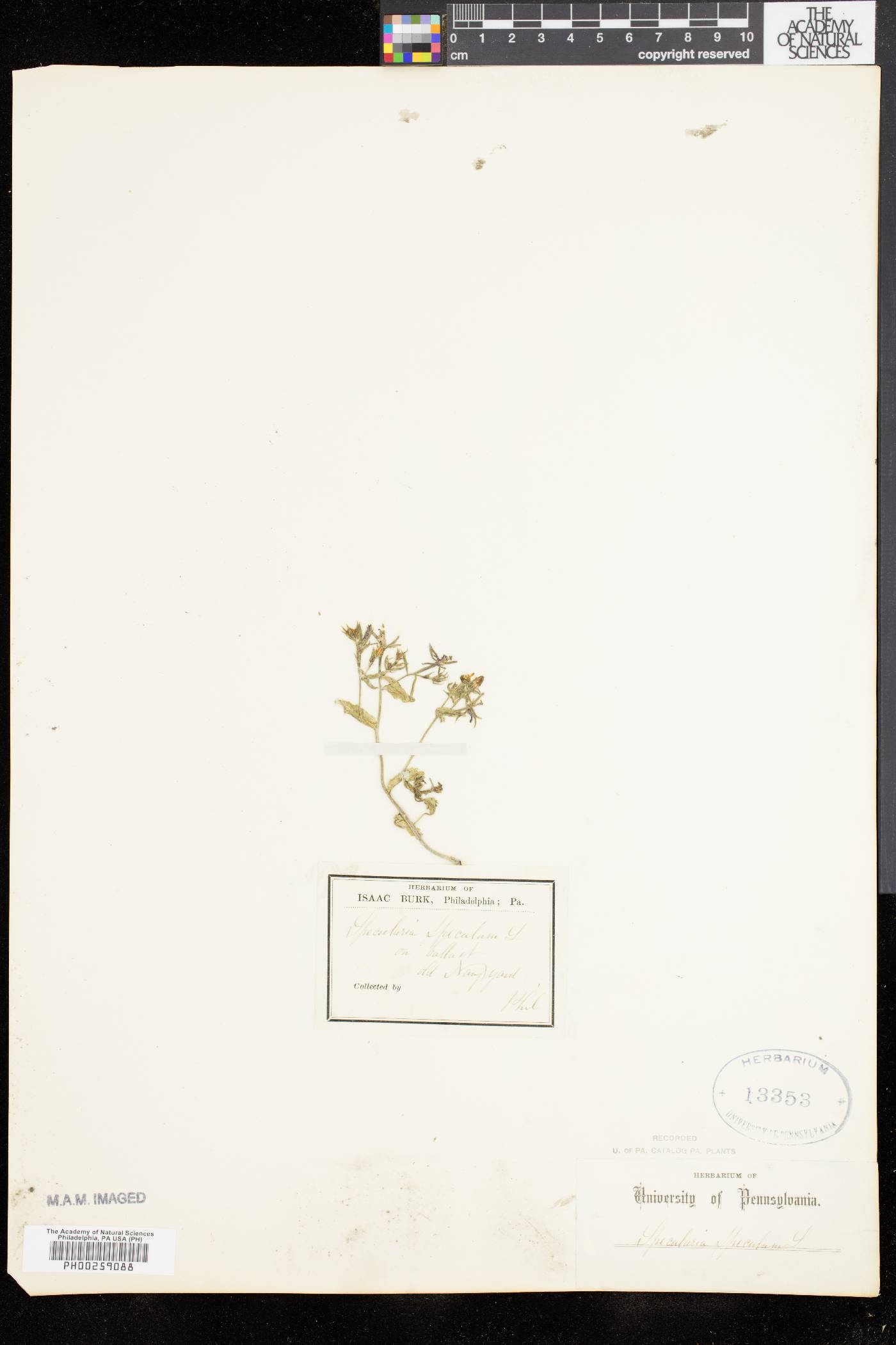 Specularia speculum image