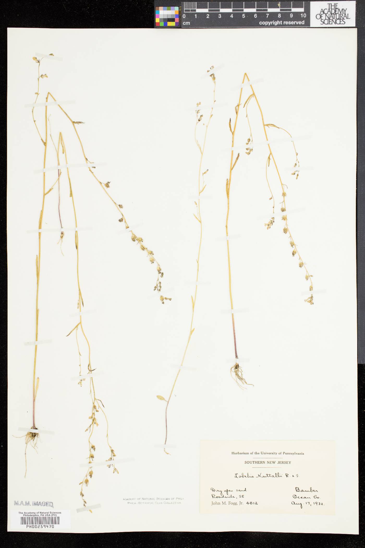 Lobelia nuttallii image