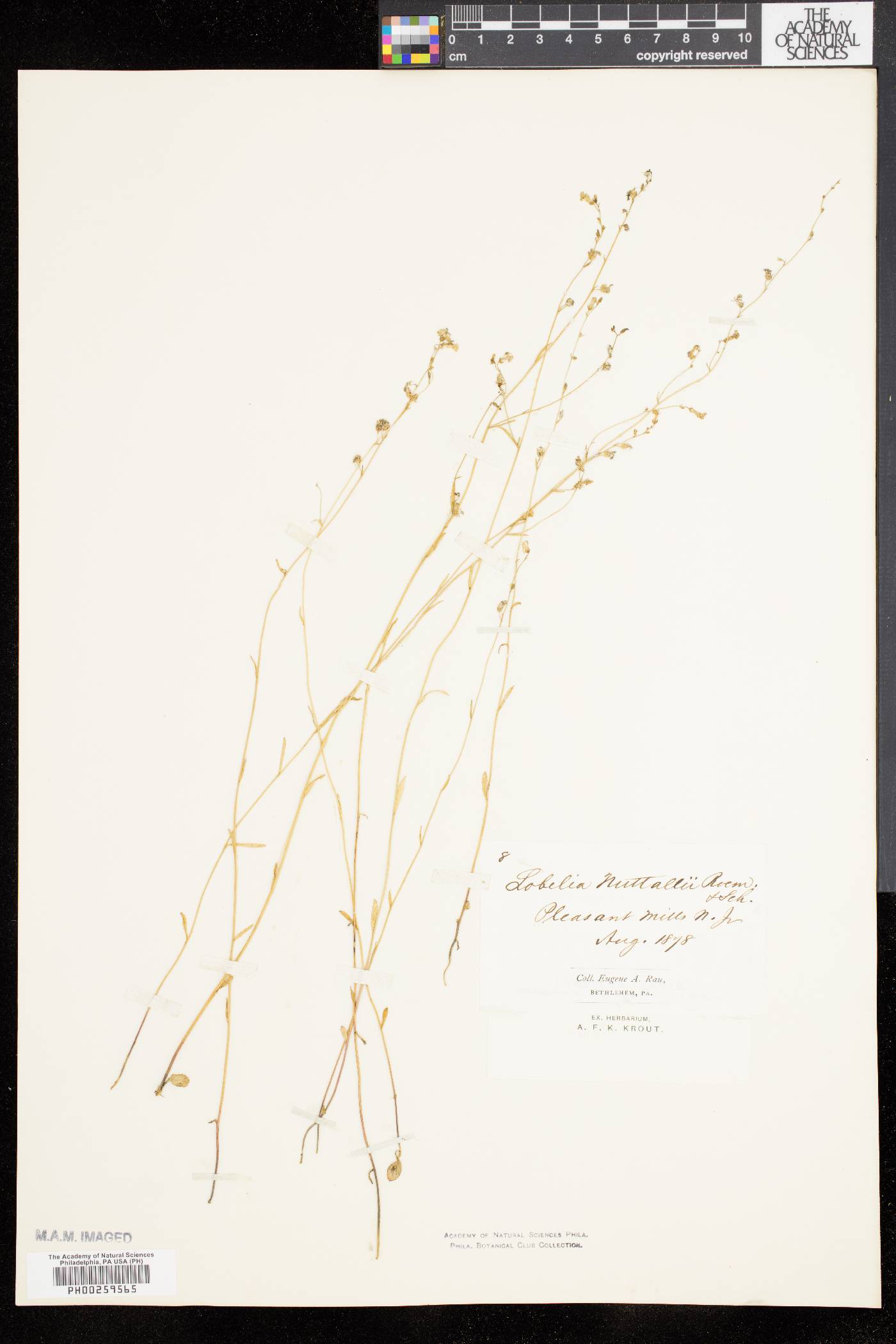 Lobelia nuttallii image