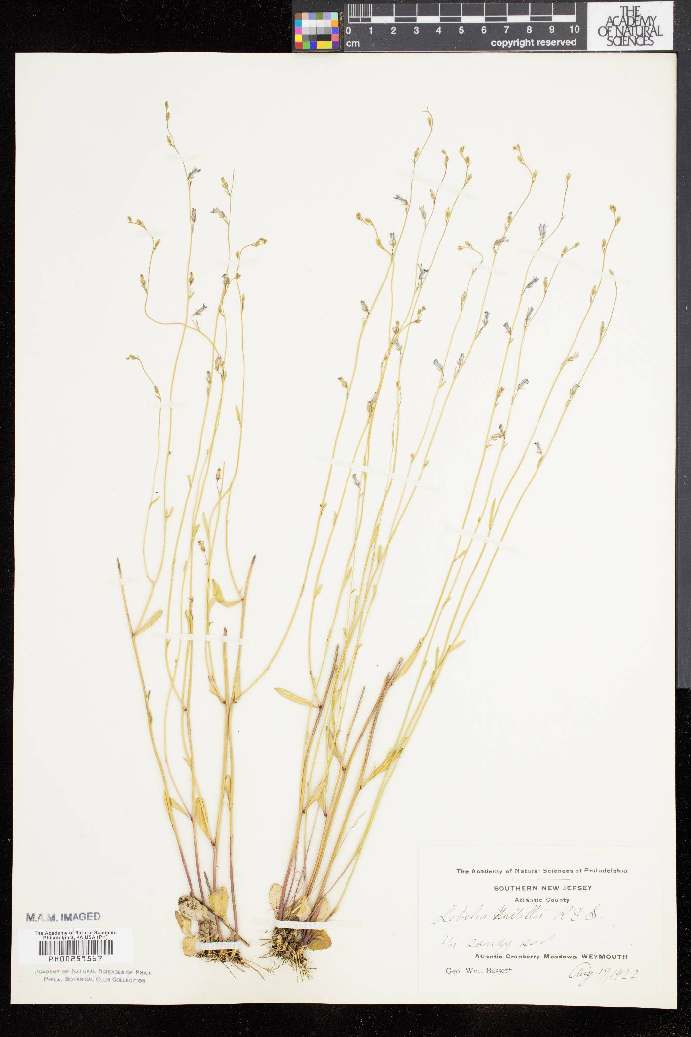 Lobelia nuttallii image