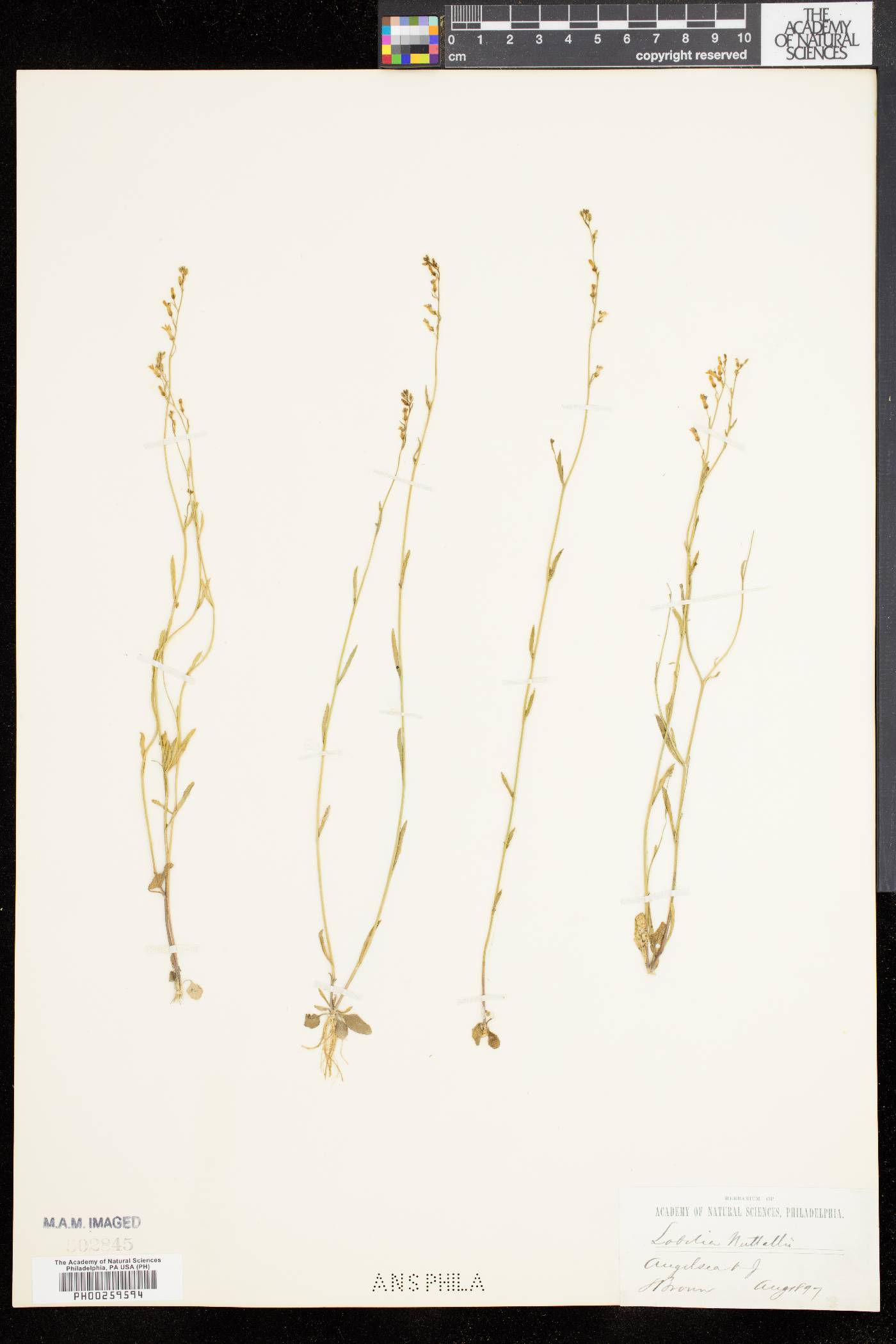 Lobelia nuttallii image