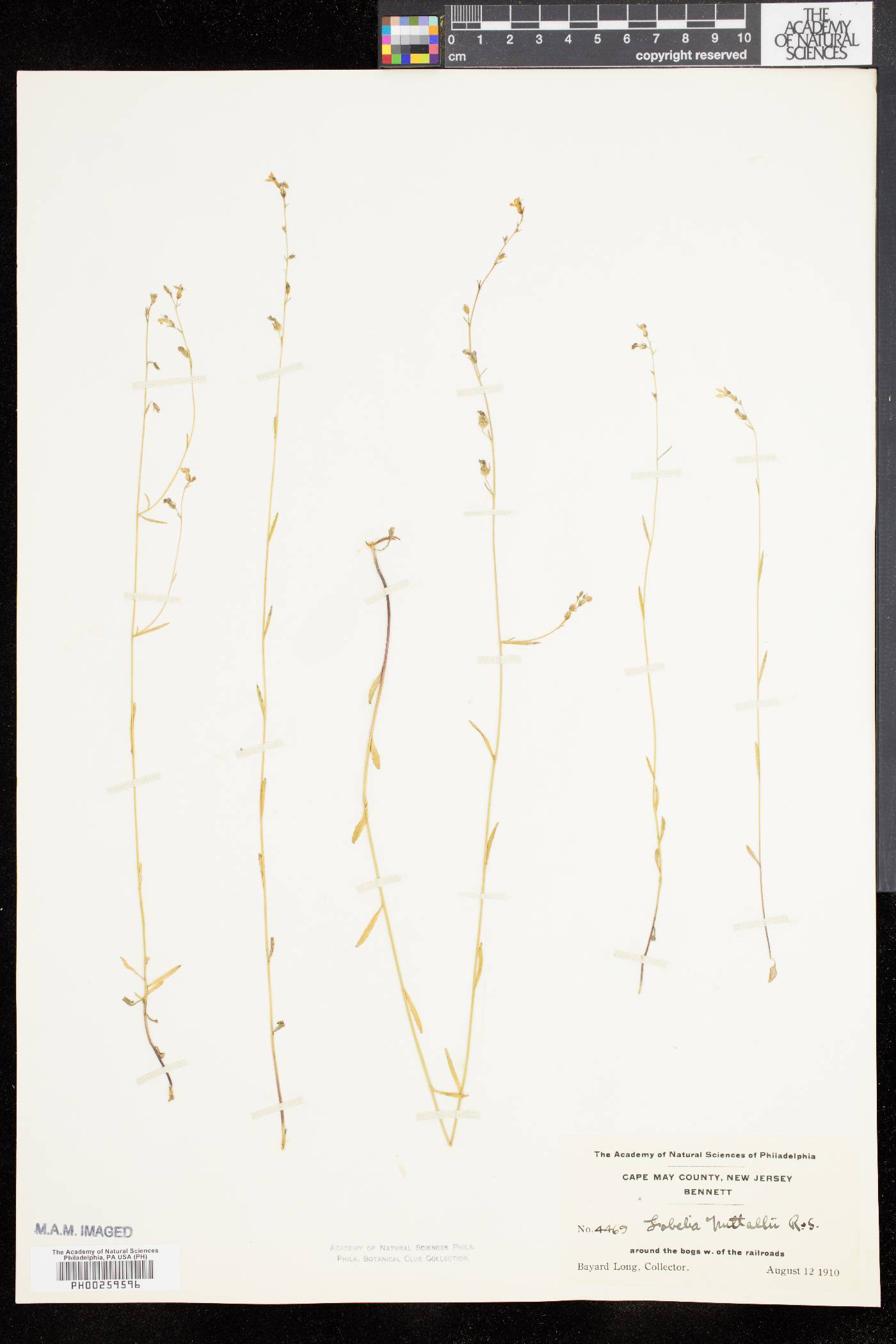 Lobelia nuttallii image
