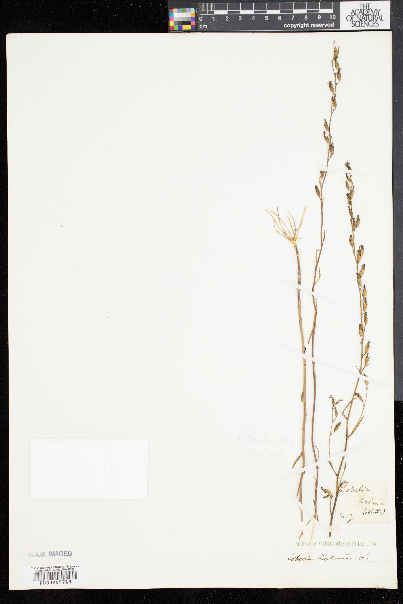 Lobelia canbyi image