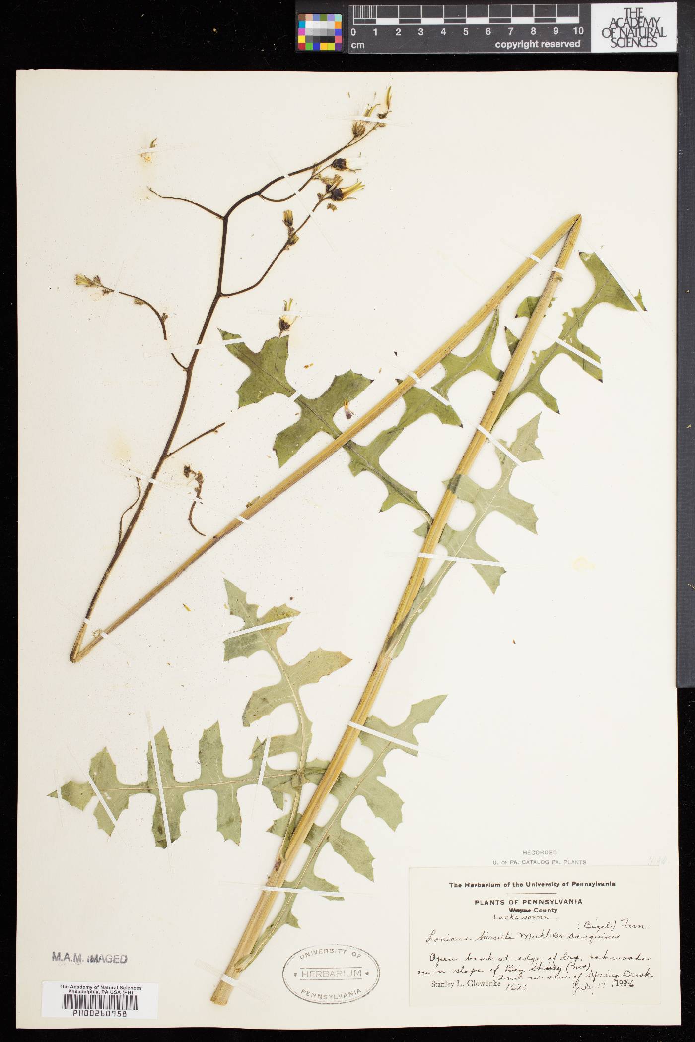 Lactuca hirsuta var. sanguinea image