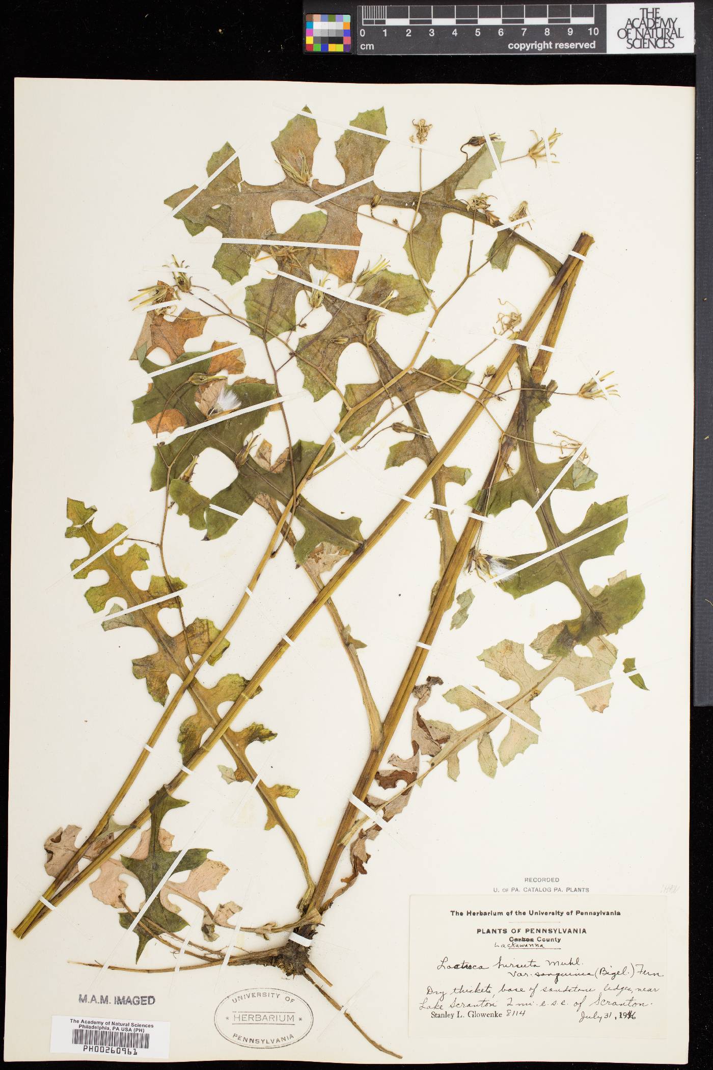 Lactuca hirsuta var. sanguinea image