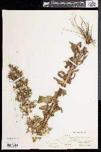 Lactuca × morssii image