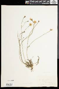 Leontodon autumnalis image