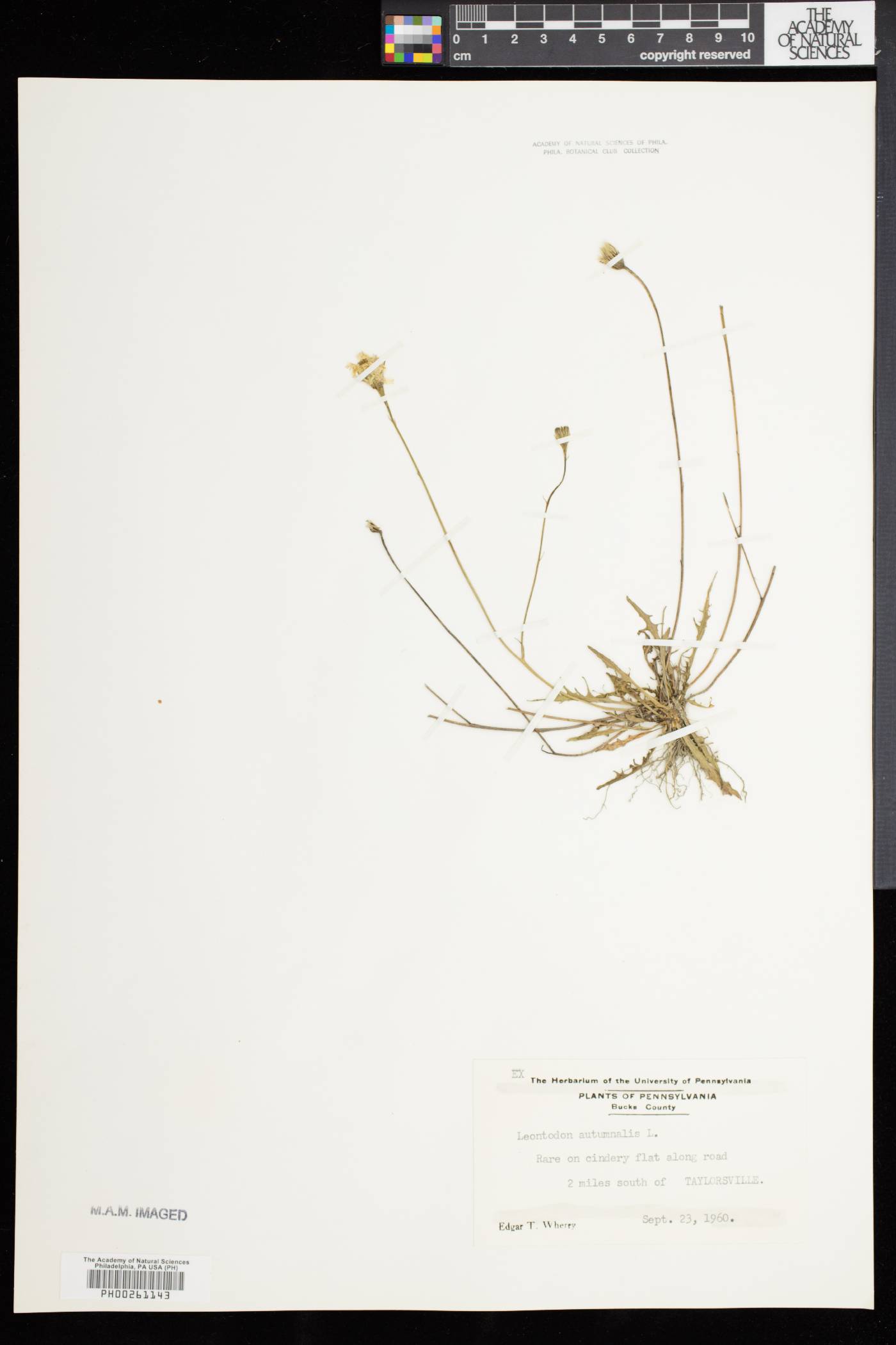 Leontodon autumnalis image