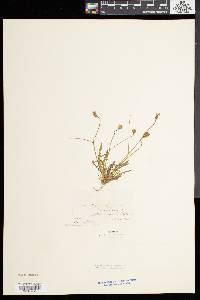 Leontodon autumnalis image