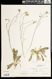 Leontodon autumnalis image