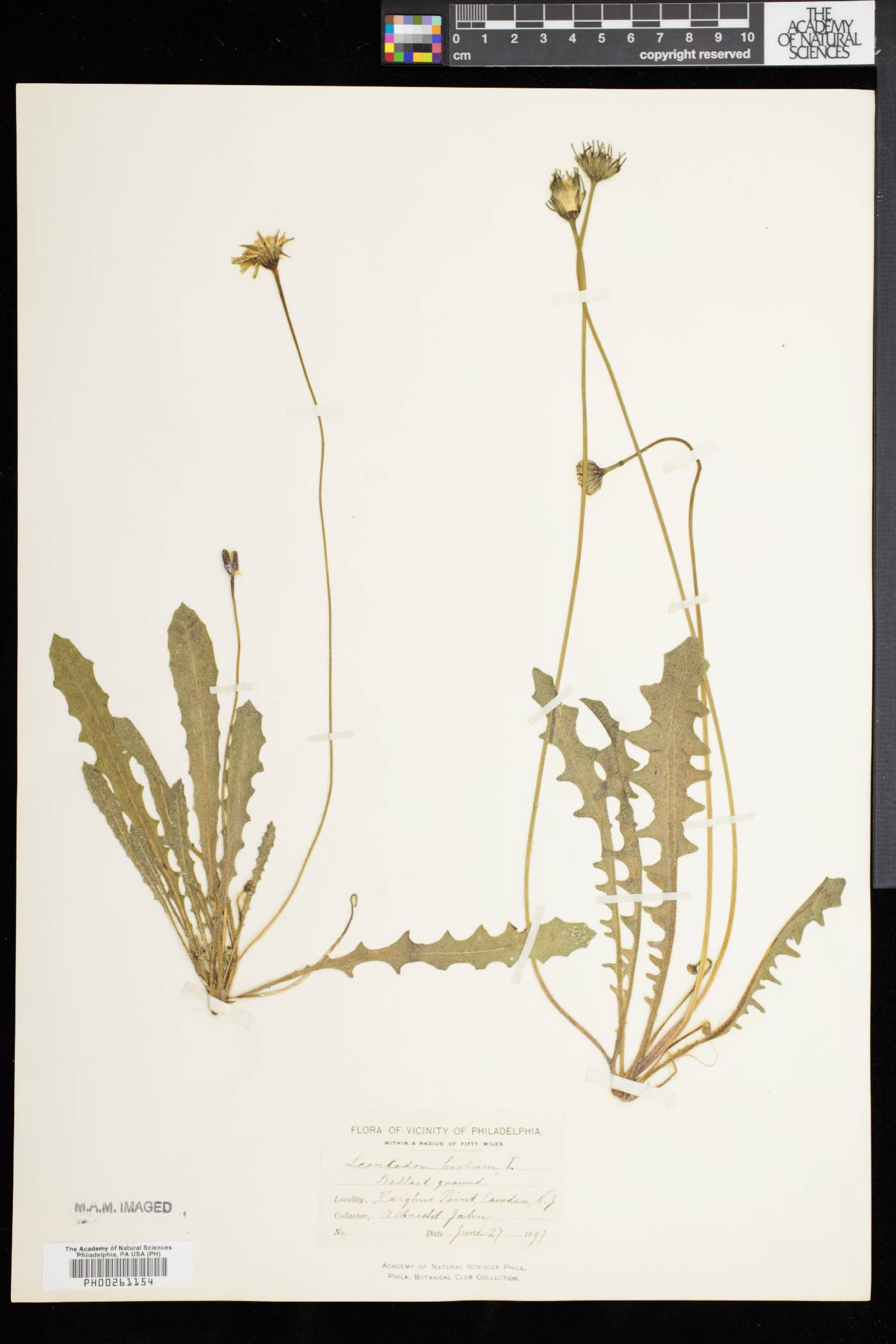 Leontodon taraxacoides subsp. taraxacoides image