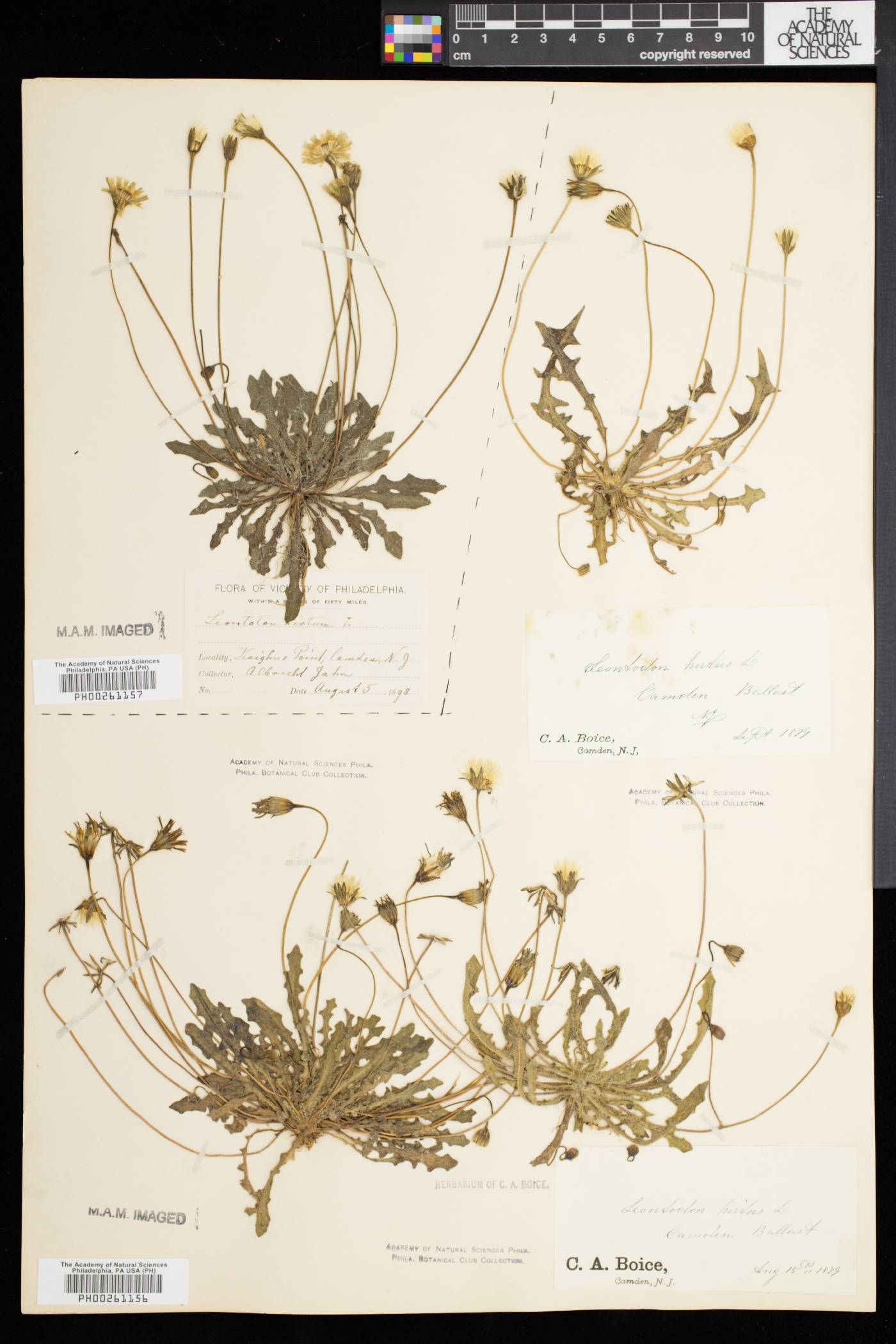 Leontodon taraxacoides image