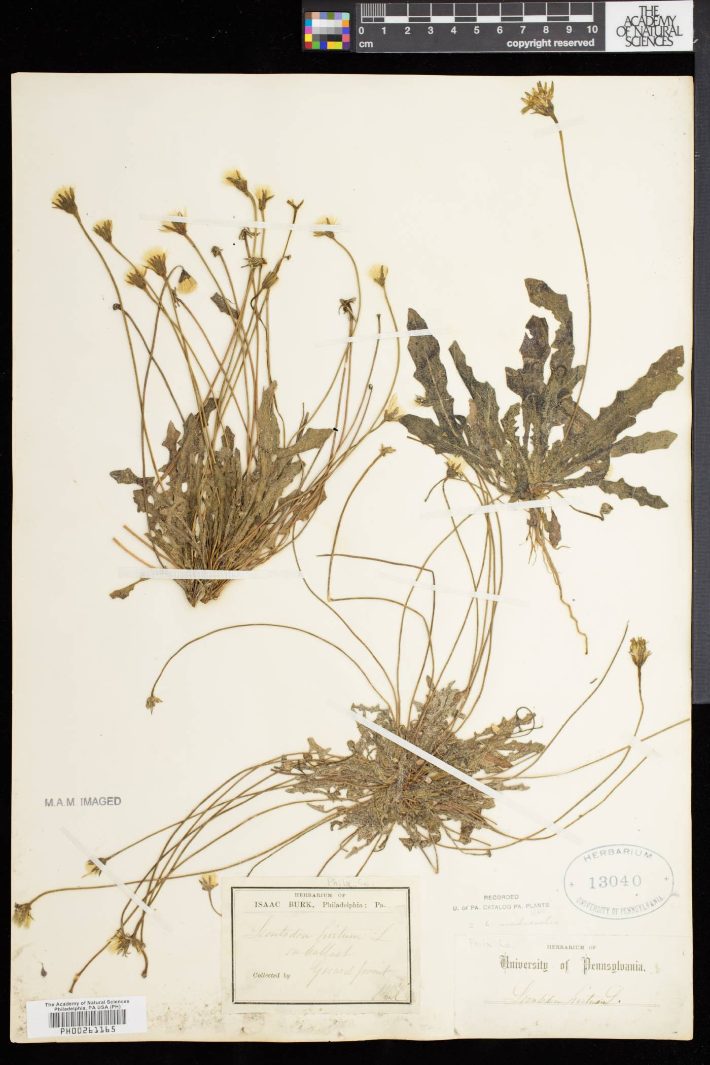 Leontodon taraxacoides image