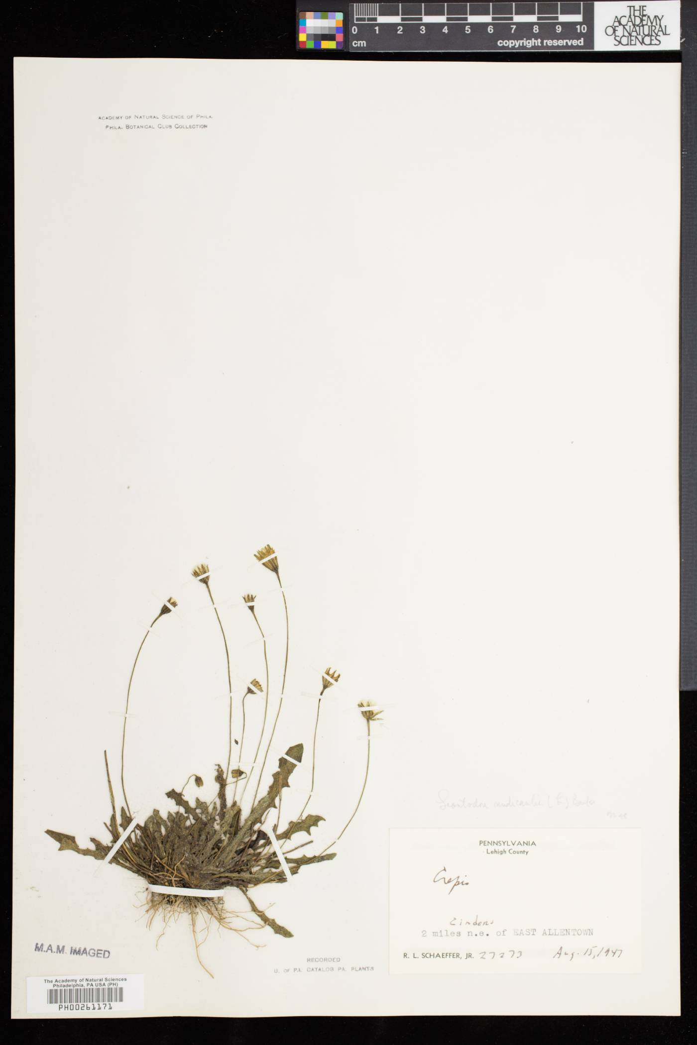 Leontodon taraxacoides image