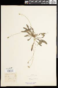 Leontodon taraxacoides subsp. taraxacoides image