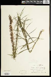 Liatris spicata image