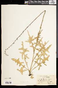 Nabalus autumnalis image