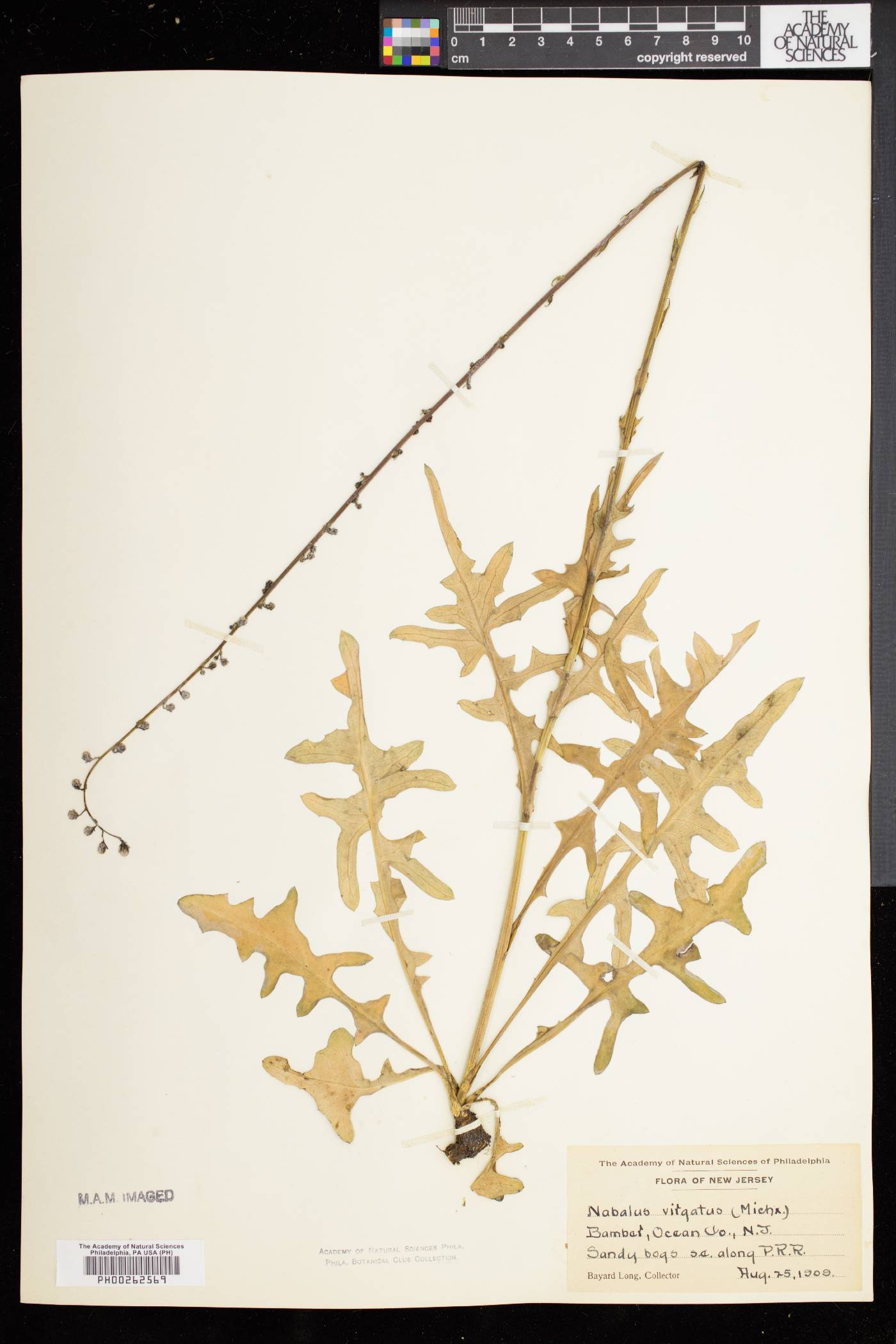 Nabalus autumnalis image