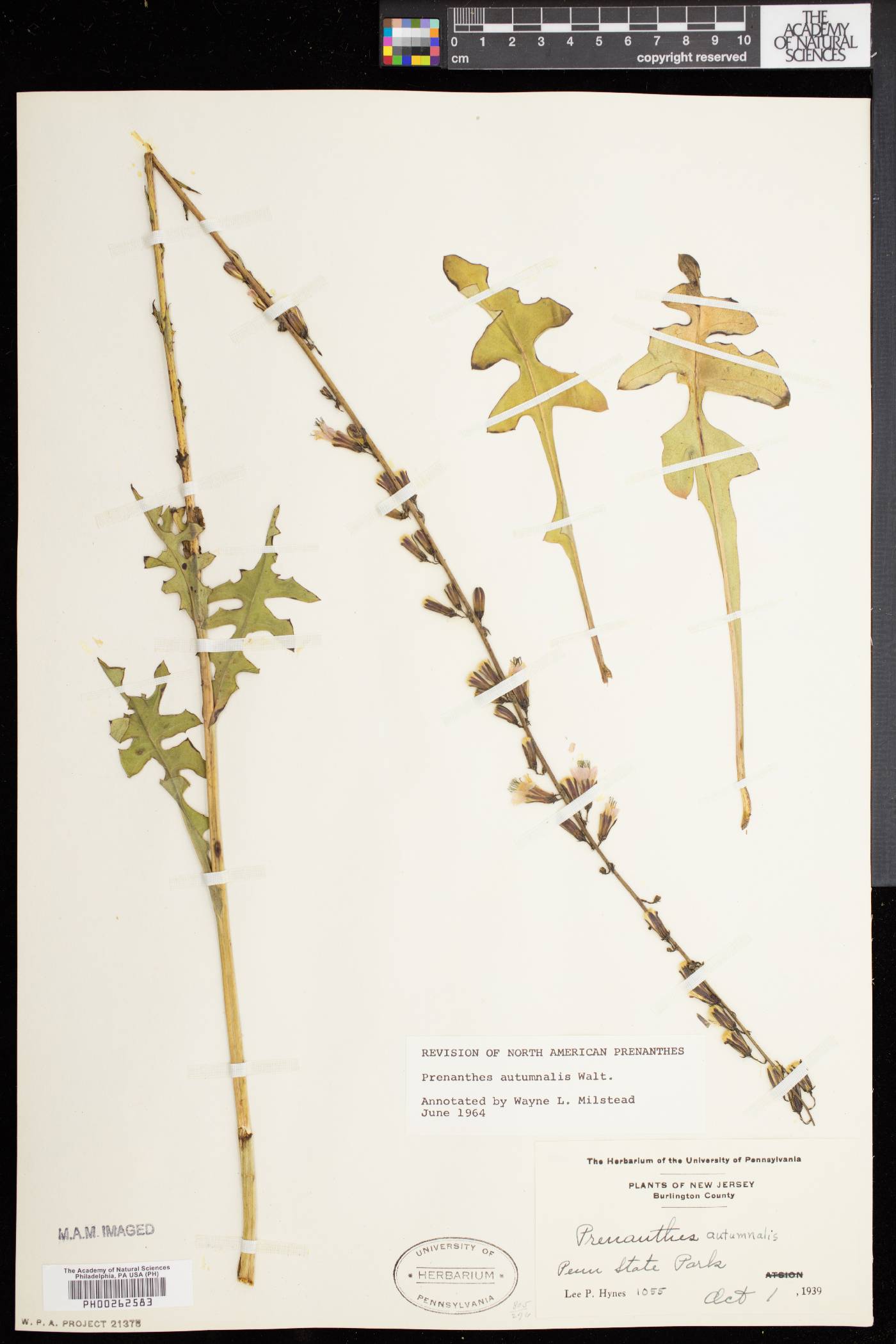 Nabalus autumnalis image