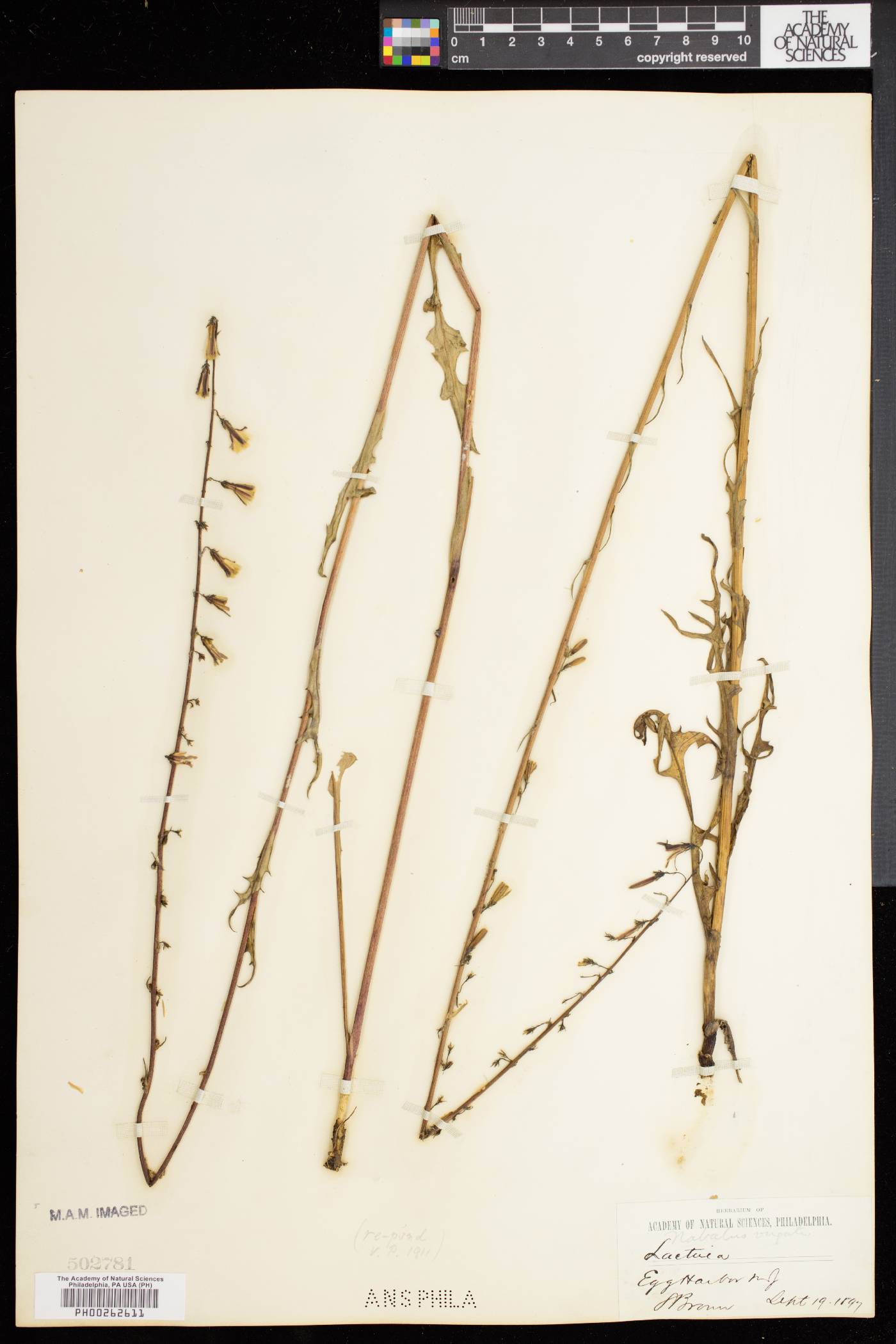 Nabalus autumnalis image