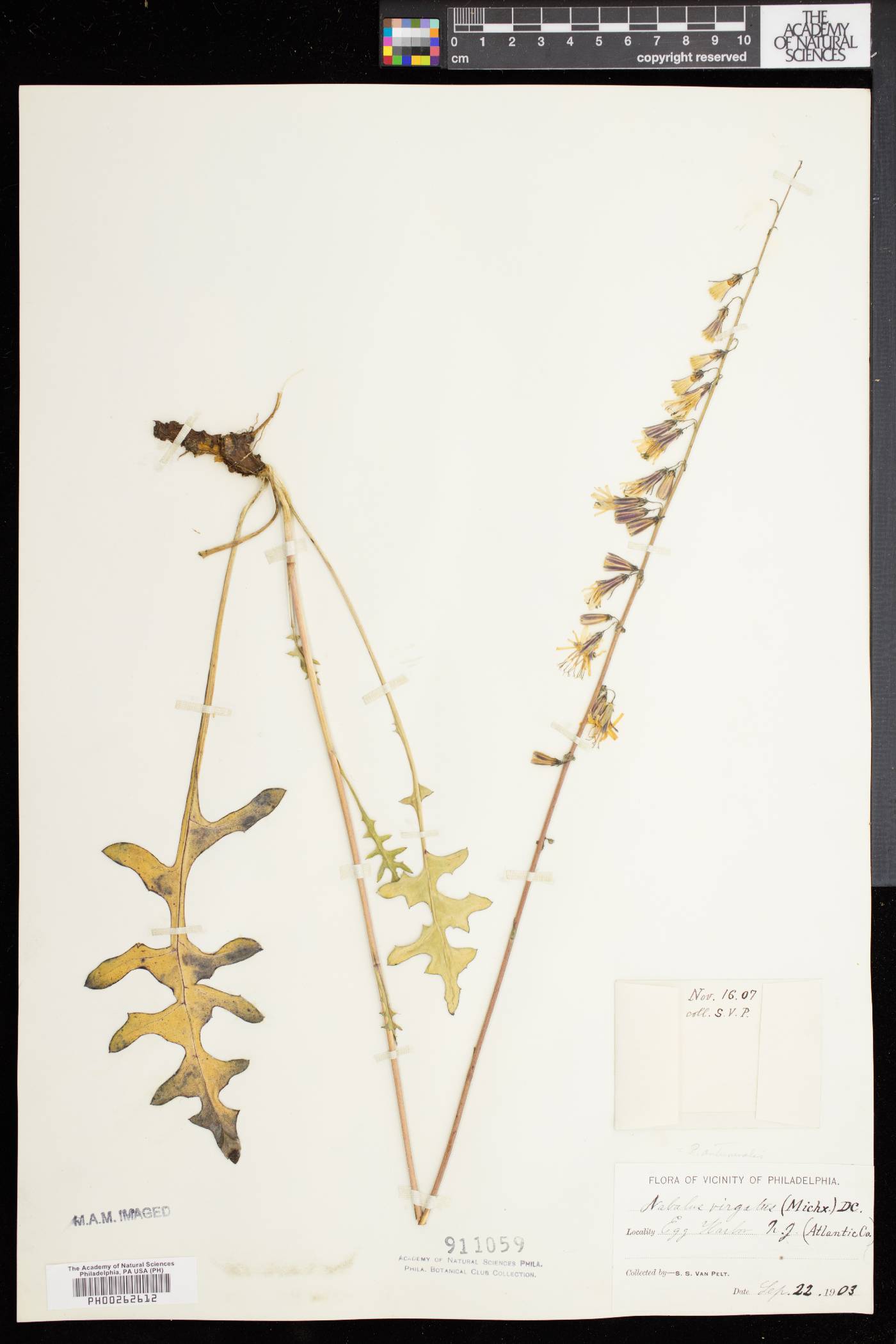 Nabalus autumnalis image