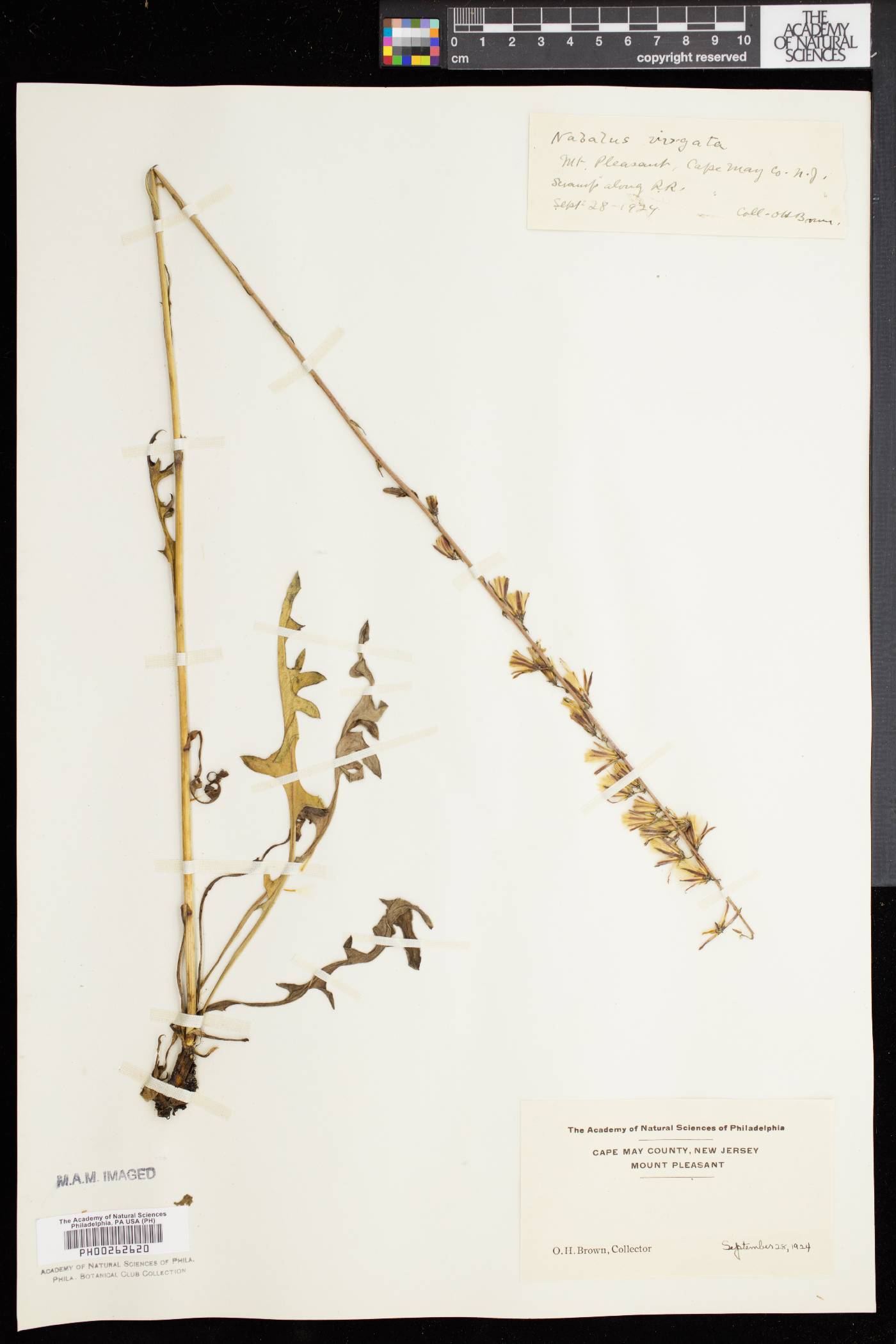 Nabalus autumnalis image