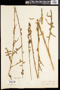 Nabalus autumnalis image