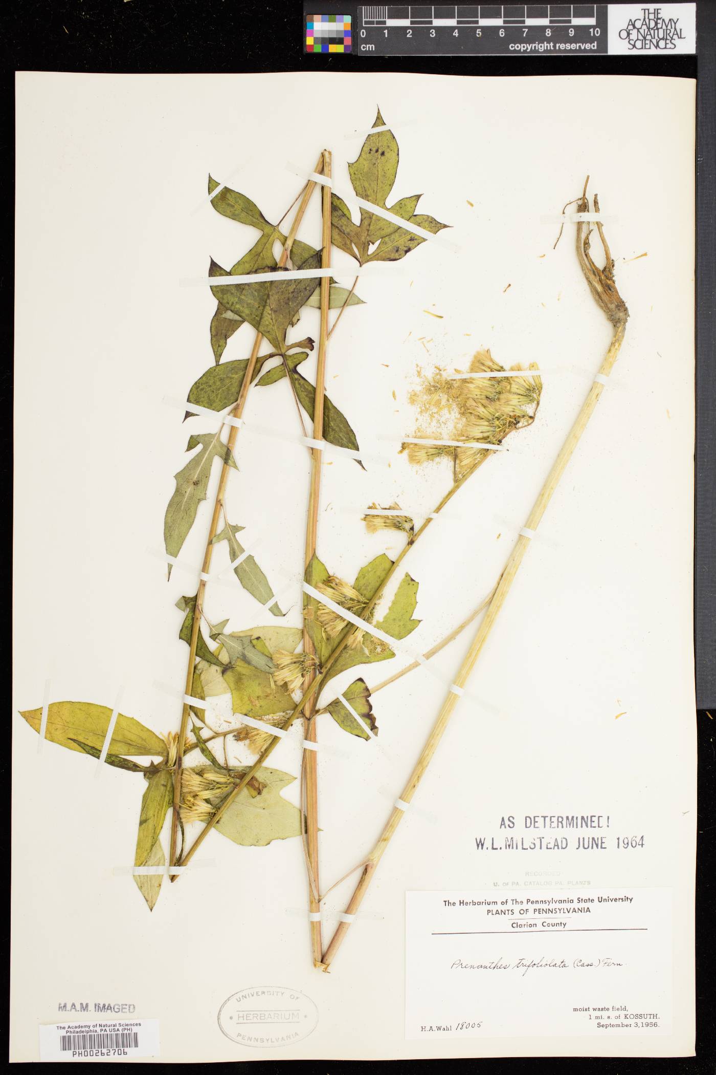 Nabalus trifoliolatus image