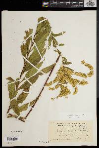 Solidago elliottii image