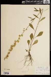 Solidago erecta image