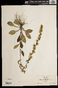 Solidago erecta image