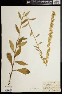 Solidago erecta image