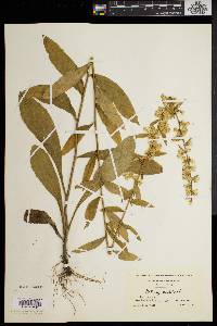 Solidago erecta image