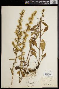 Solidago erecta image