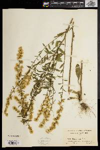 Solidago erecta image