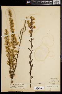 Solidago erecta image