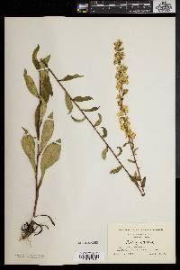 Solidago erecta image