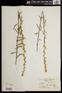 Solidago erecta image