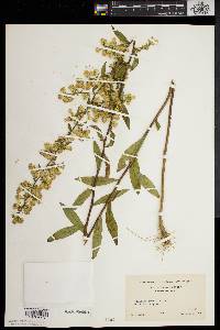 Solidago erecta image